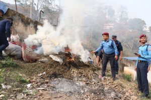 धनकुटामा वेवारिसे अवस्थामा भेटिएको चार सय किलो गाँजा जलाइयो