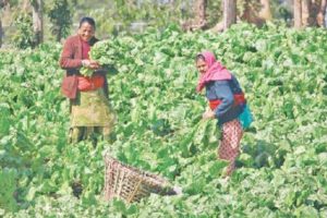 धनकुटामा चार सयको बीउबाट एक लाखको साग उत्पादन