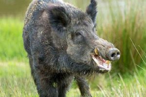 धनकुटामा जंगलमा दिसा गर्न बसेका बेला बँदेलले गर्यो आक्रमण, घाइतेलाई घोपा पठाइयो