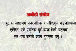 धनकुटाका बेग्ला–बेग्लै स्थानमा रुखले किच्दा एकैदिन दुई जनाको मृत्यु