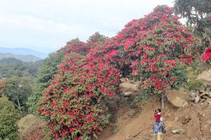 तिनजुरे, मिल्के र जलजले क्षेत्रमा ढकमक्क फुल्यो लालीगुराँस
