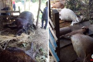 धनकुटाको चुङमाङ्गमा एकै पटक मरे ६ चौपाया, सत्रुले खोलेमा बिष मिसाइदिएको आशंका