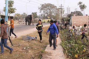 झापामा हात्तीको आक्रमणबाट १५ वर्षमा ७२ जनाको मृत्यु