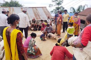 महालक्ष्मीका कृषकलाई बंगुरका पाठी वितरण