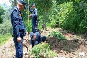 छिन्ताङमा ३३ रोपनी क्षेत्रको गाँजा फडानी