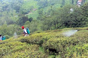 इलामको चियामा घातक विषादी