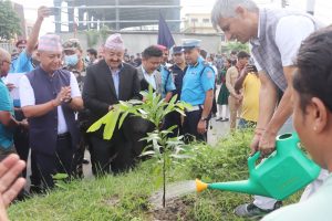 विराटनगरको बरगाछीदेखि रानीसम्म सडक डिभाइडरमा वृक्षरोपण