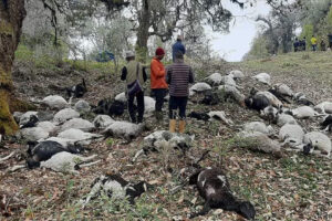ताप्लेजुङमा चट्याङ लागेर एक जनाको मृत्यु, पाँचथरमा ५४ भेडा मरे