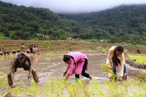 कोशी प्रदेशमा ९८.१७ प्रतिशत रोपाइँ