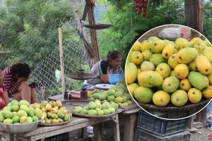 धनकुटामा बढ्यो आँप उत्पादन