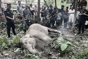 मोरङको बेलबारीमा मृत अवस्थामा हात्तीको छावा भेटियो