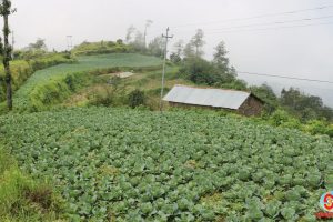 धनकुटामा बढ्यो तरकारी उत्पादन