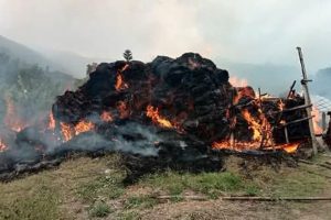 पात्लेखोलाको च्याउ फर्ममा आगलागी