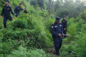 धनकुटामा प्रहरीद्वारा दश हजार गाँजाको बोट नष्ट