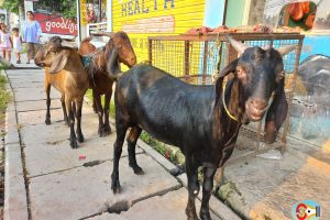 दशैं: पहाडका खसी तराइमा