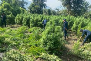 भोजपुर र धनकुटामा आठ हजार गाँजाको बोट फडानी 