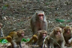 मोरङको बुढीगंगामा बाँदर नियन्त्रण अभियान