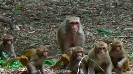 धनकुटाको पाख्रीबासमा बाँदर हेरालु नियुक्त