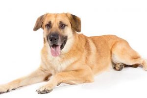 विराटनगरका सामुदायिक कुकुरको बन्ध्याकरणमा लापरबाही