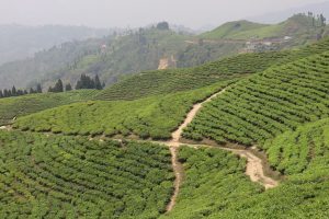 मनै लोभ्याउने कन्याम (फोटो फिचर)