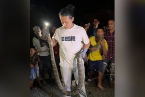 धनकुटामा भेटियो दुर्लभ ‘किङ कोब्रा’