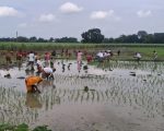 कोशी प्रदेशमा ७४ प्रतिशत रोपाइँ, मल अभावले किसान समस्यामा