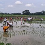 कोशी प्रदेशमा ७४ प्रतिशत रोपाइँ, मल अभावले किसान समस्यामा