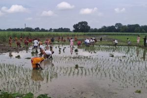 कोशी प्रदेशमा ७४ प्रतिशत रोपाइँ, मल अभावले किसान समस्यामा