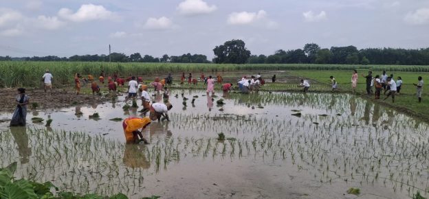 कोशी प्रदेशमा ७४ प्रतिशत रोपाइँ, मल अभावले किसान समस्यामा