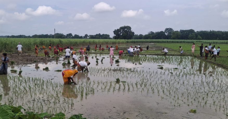 कोशी प्रदेशमा ७४ प्रतिशत रोपाइँ, मल अभावले किसान समस्यामा
