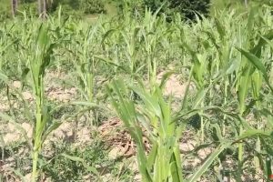 धनकुटामा फौजी कीराको प्रकोप 