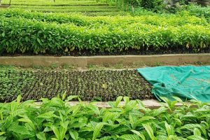 भोजपुरका किसानलाई विभिन्न प्रजातिका बिरुवा वितरण