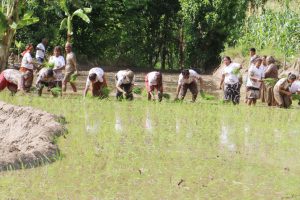 कोशीमा ८९ प्रतिशत धान रोपाइँ