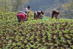 धनकुटाको महालक्ष्मीमा व्यवसायिक तरकारी खेती, वार्षिक २० लाखसम्म आम्दानी