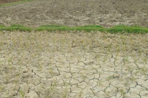 मधेश प्रदेशलाई सुक्खाग्रस्त क्षेत्र घोषणा