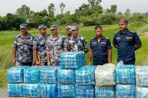 धानखेतमा भेटियो ३९६ किलो गाँजा 