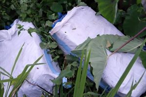 सुनसरीको बर्जुमा धान खेतबाट ७५ किलो गाँजा बरामद