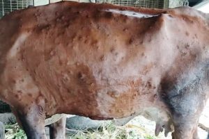 लम्पी स्किन : कोशीमा ११ सय चौपायाको मृत्यु