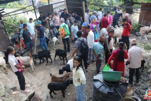 धनकुटाको बिहीबारे हटियामा किनबेच गर्नेको घुइँचो (फोटो फिचर)