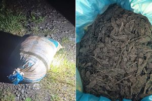 सुनसरीबाट १० किलो गाँजा बरामद