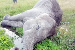 झापामा मृत भेटियो जंगली हात्ती 