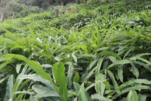 धनकुटाबाट आठ करोड बढीको अलैँची निर्यात