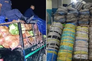 विराटनगरमा तरकारी बोकेको गाडीबाट बरामद भयो २६२ किलो गाँजा, तीन जना पक्राउ