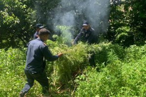 भोजपुरमा प्रहरीले फाँड्यो आठ हजार बोट गाँजा