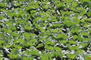 धनकुटामा तरकारी उत्पादन बढ्यो