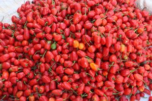 अकबरे खोर्सानीले मूल्य नपाउँदा धनकुटाका किसान चिन्तित