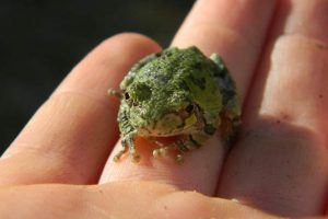 महिलाले ढाड दुखाइ निको पार्न आठ वटा जीवित भ्यागुता निलेपछि…