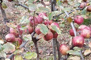 ताप्लेजुङमा फल्यो स्याउ