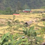 कोशीमा धान उत्पादन घट्यो, गतवर्ष भन्दा १९ हजार मेट्रिक टन कमी