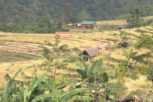 वर्षाका कारण धनकुटामा ४१ करोड बढीको अन्नबालीमा क्षति